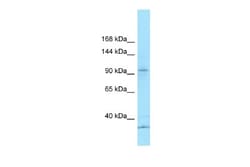 KCP Antibody, Novus Biologicals:Antibodies:Primary Antibodies